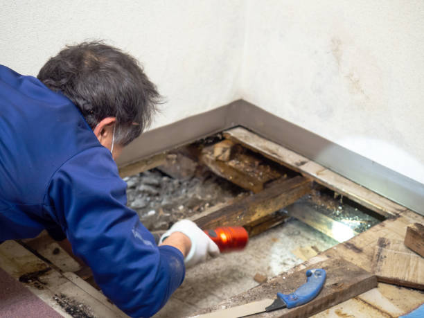 Best Water Damage Restoration  in Churchill, PA
