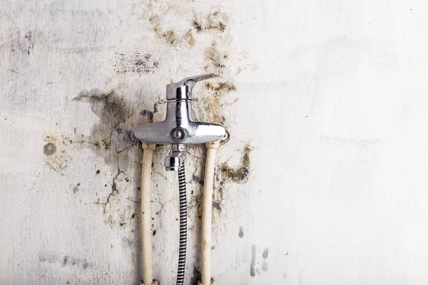 Best Mold Testing  in Churchill, PA