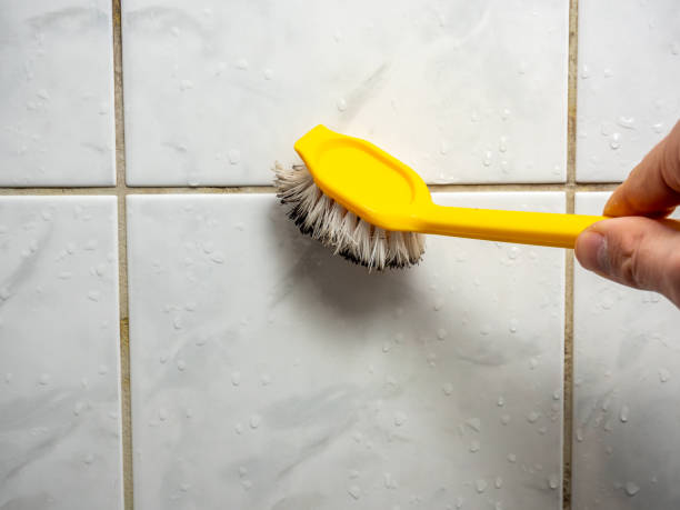 Trusted Churchill, PA Mold Removal Experts