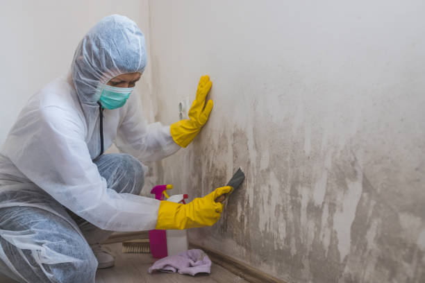 Home Mold Removal in Churchill, PA