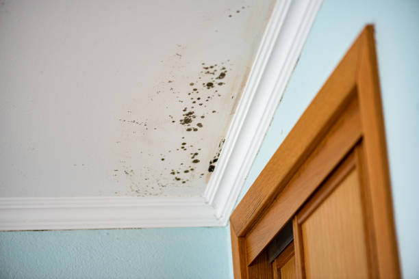 Best Water Damage Restoration  in Churchill, PA