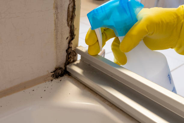 Best Certified Mold Removal  in Churchill, PA