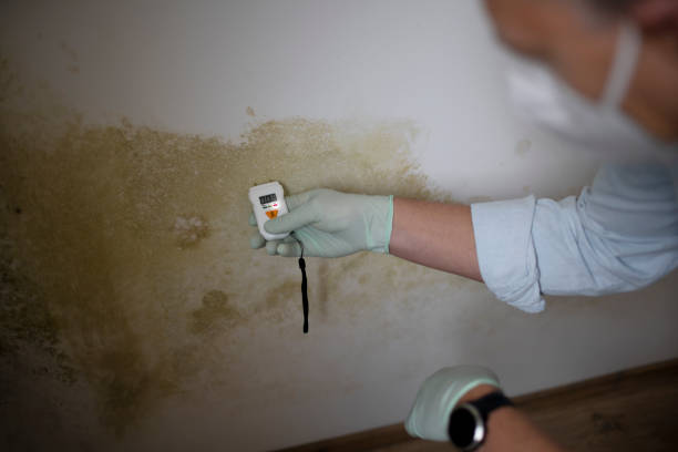 Best Professional Mold Removal  in Churchill, PA