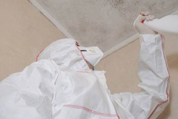 Mold Removal Process in Churchill, PA