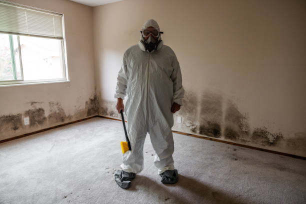 Best Fast Mold Removal  in Churchill, PA