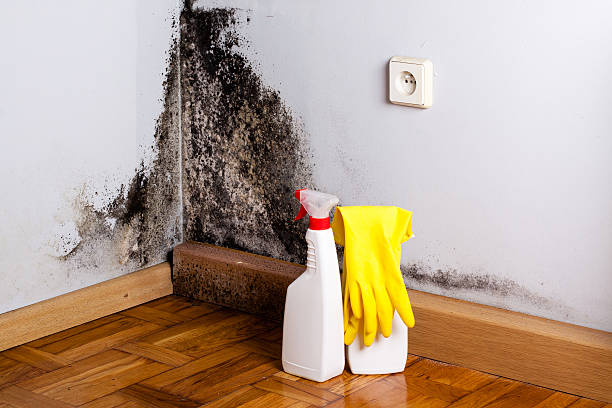 Best Toxic Mold Removal  in Churchill, PA