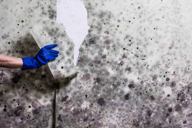 Best Emergency Mold Removal  in Churchill, PA
