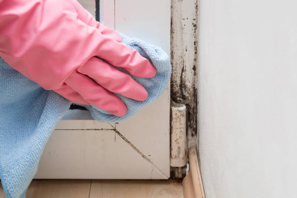 Best Residential Mold Removal  in Churchill, PA