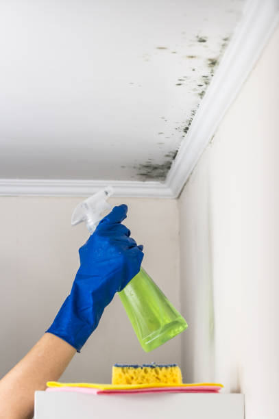 Best Professional Mold Removal  in Churchill, PA